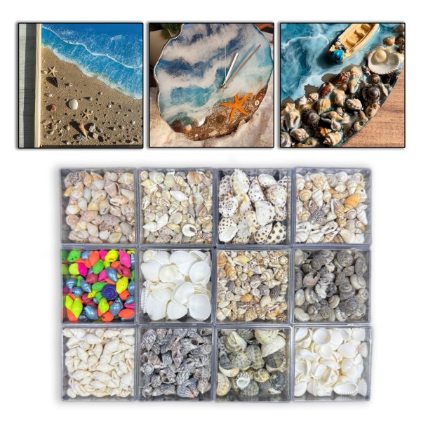 12 Farklı Minik Dekoratif Doğal Deniz Kabuğu Seti