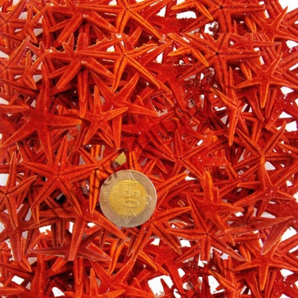Naturel Deniz Yıldızı Minik Boy 0.5 Cm -1.5 Cm (100 Adet) Kırmızı Naturel Deniz Yıldızı Minik Boy 0.5 Cm -1.5 Cm (100 Adet) Kırmızı