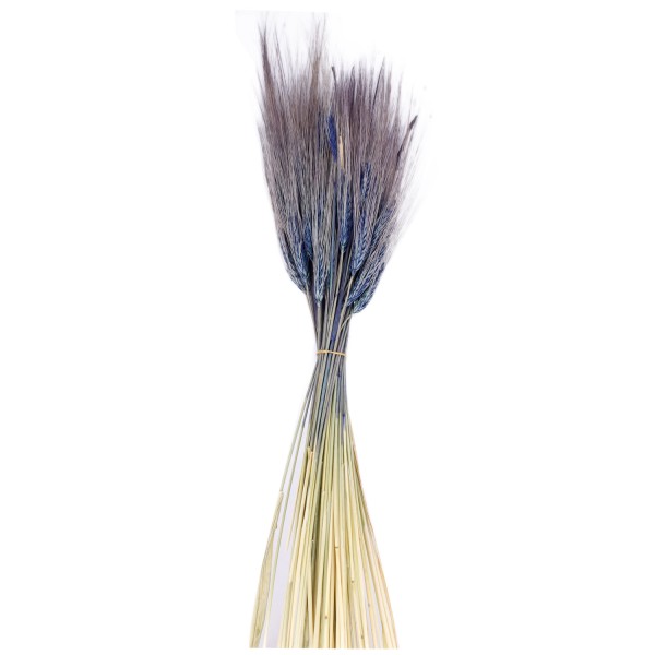 Kuru Çiçek Doğal Başak Buğday Başağı 45 CM (1 Demet) Mavi Kuru Çiçek Doğal Başak Buğday Başağı 45 CM (1 Demet) Mavi