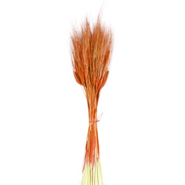 Kuru Çiçek Doğal Başak Buğday Başağı  45 CM (1 Demet)  Turuncu