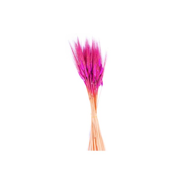 Kuru Çiçek Doğal Başak Buğday Başağı 45 CM (1 Demet) Fuşya Kuru Çiçek Doğal Başak Buğday Başağı 45 CM (1 Demet) Fuşya