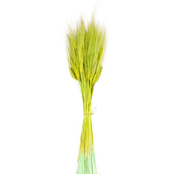 Kuru Çiçek Doğal Başak Buğday Başağı 45 CM (1 Demet) Sarı Kuru Çiçek Doğal Başak Buğday Başağı 45 CM (1 Demet) Sarı
