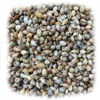 Nassa Shell Kiloluk Deniz Kabuğu 250 GR Yerli Nassa Shell Kiloluk Deniz Kabuğu 250 GR Yerli