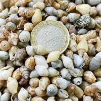 Nassa Shell Kiloluk Deniz Kabuğu 250 GR Yerli Nassa Shell Kiloluk Deniz Kabuğu 250 GR Yerli