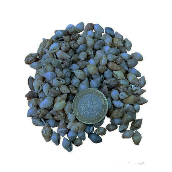 Nassa Shell Kiloluk Deniz Kabuğu 250 GR Yerli Nassa Shell Kiloluk Deniz Kabuğu 250 GR Yerli