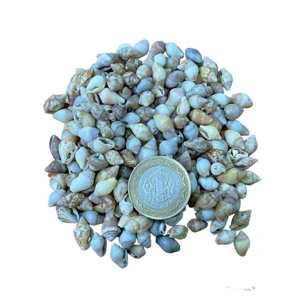 Nassa Shell Kiloluk Deniz Kabuğu 250 GR Yerli Nassa Shell Kiloluk Deniz Kabuğu 250 GR Yerli