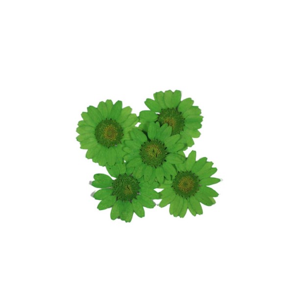 Preslenmiş Kurutulmuş Papatya Çiçek Bitkiler Epoksi Reçine Kolye Takı Papımı (5 Adet)  Yeşil