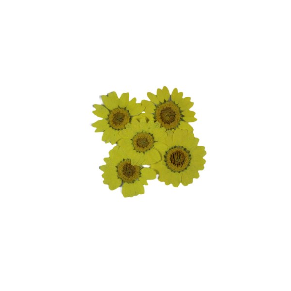 Preslenmiş Kurutulmuş Papatya Çiçek Bitkiler Epoksi Reçine Kolye Takı Papımı (5 Adet)  Sarı