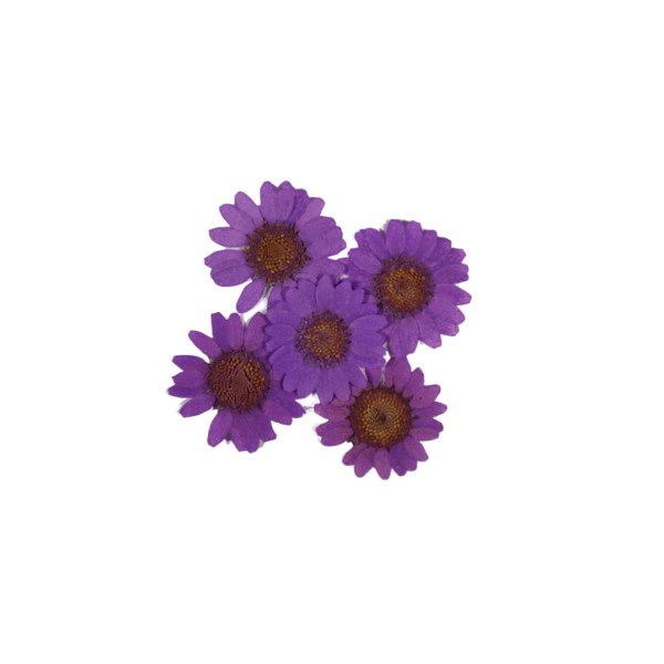 Preslenmiş Kurutulmuş Papatya Çiçek Bitkiler Epoksi Reçine Kolye Takı Papımı (100 Adet)  Mor