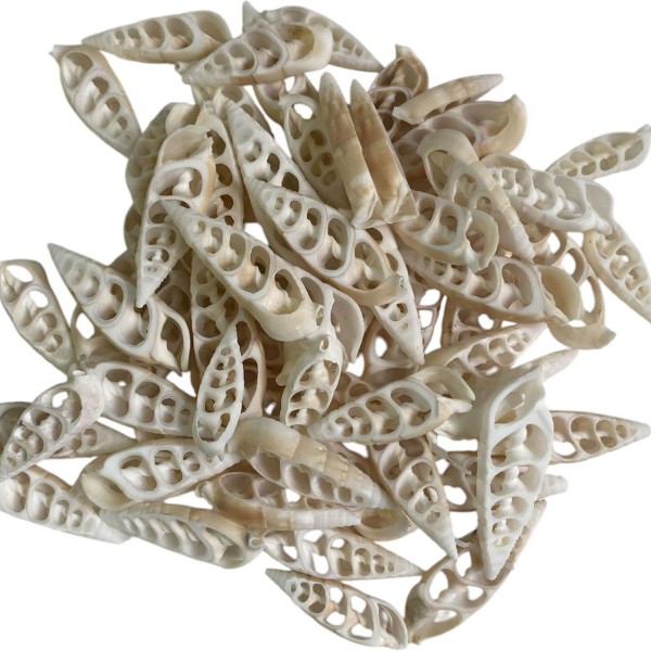 Kesik Vertegus Kiloluk Deniz kabuğu 1 Kg Kesik Vertegus Kiloluk Deniz kabuğu 1 Kg