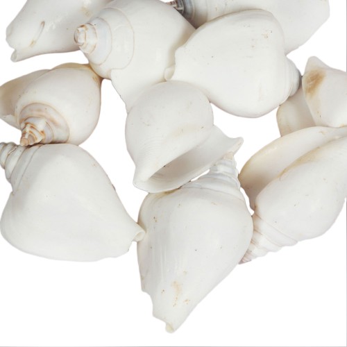 Strombus Canarium Beyaz Kiloluk Deniz Kabuğu (1 KG) Strombus Canarium Beyaz Kiloluk Deniz Kabuğu (1 KG)
