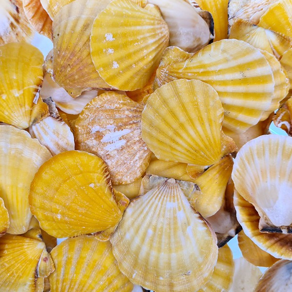 Vixillium Orange Kiloluk Deniz Kabuğu (1 KG) Vixillium Orange Kiloluk Deniz Kabuğu (1 KG)