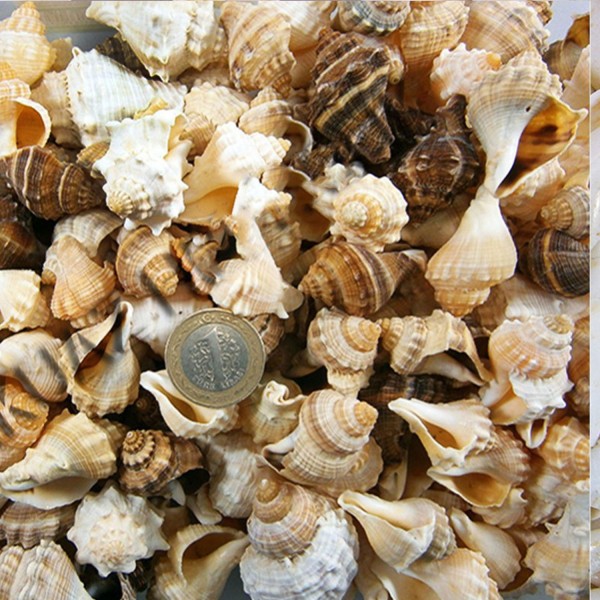 African Melongena-Orange Kiloluk Deniz Kabuğu (1 KG)