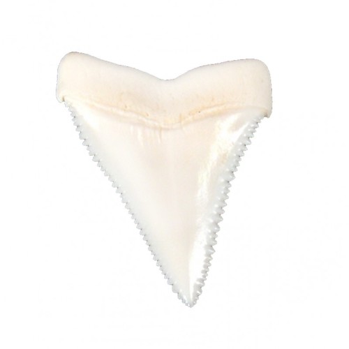 Köpekbalığı Dişi-Azı