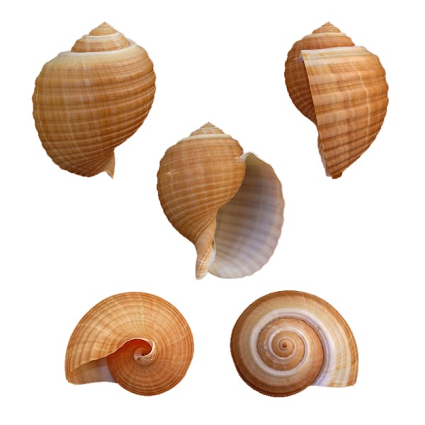 Tonna Cepa 9-10 CM
