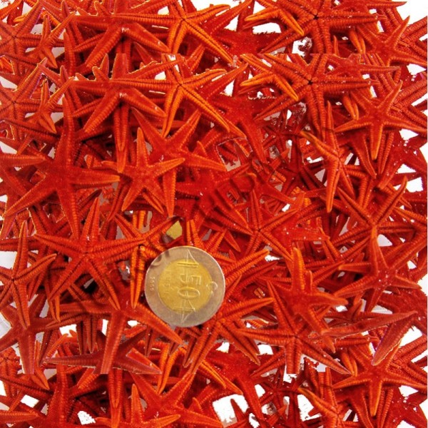 Naturel Deniz Yıldızı Minik Boy  1.5 Cm -3 Cm (100 Adet)  Kırmızı
