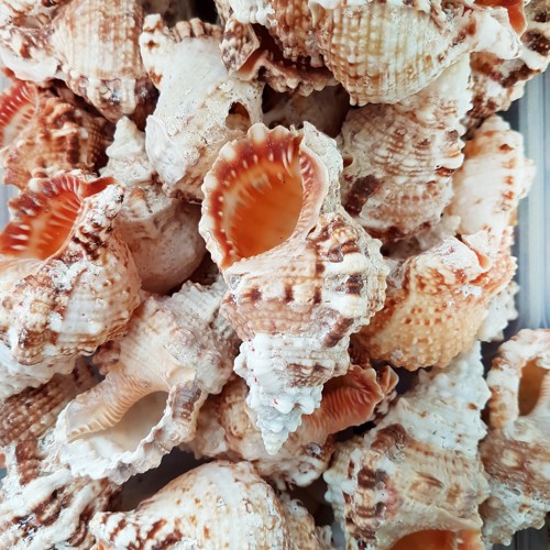 Bursa Rubeta  Kiloluk Deniz Kabuğu (1 KG)