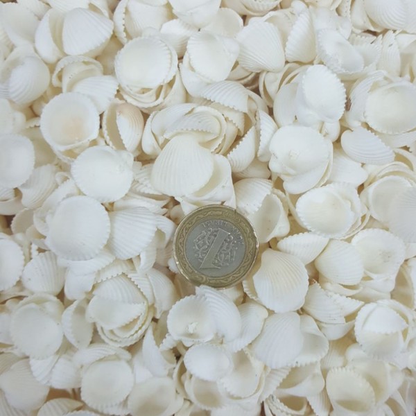 Clam Rose Cochles -Orta Kiloluk Deniz Kabuğu (1 KG) Clam Rose Cochles -Orta Kiloluk Deniz Kabuğu (1 KG)