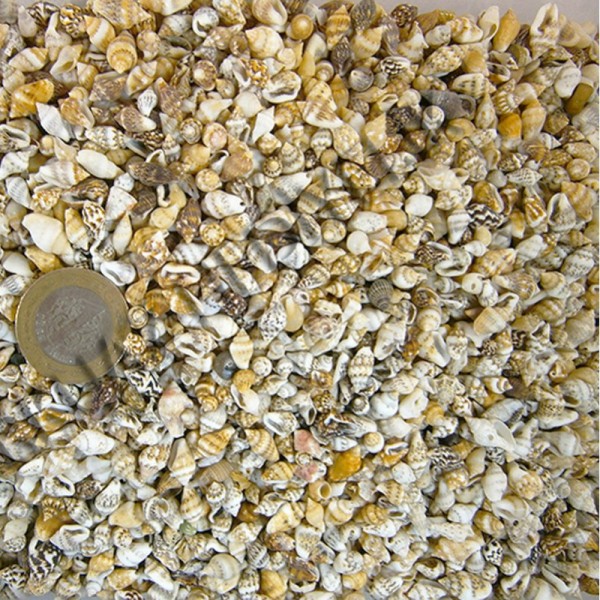 Nassa Shell Kiloluk Deniz Kabuğu 250 Gr Nassa Shell Kiloluk Deniz Kabuğu 250 Gr