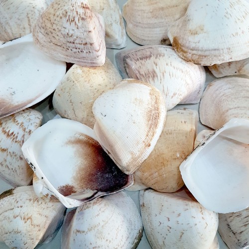 Giant Shells Brown Kiloluk Deniz Kabuğu (1 KG) Giant Shells Brown Kiloluk Deniz Kabuğu (1 KG)