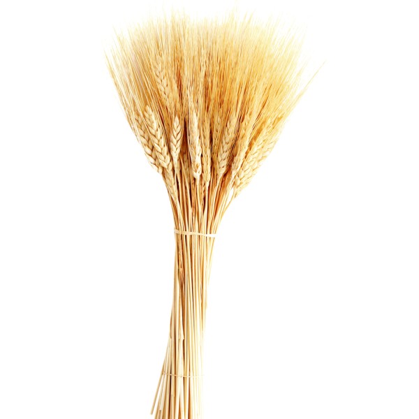 Kuru Çiçek Doğal Başak Buğday Başağı 45 Cm (1 Demet) Natural Kuru Çiçek Doğal Başak Buğday Başağı 45 Cm (1 Demet) Natural