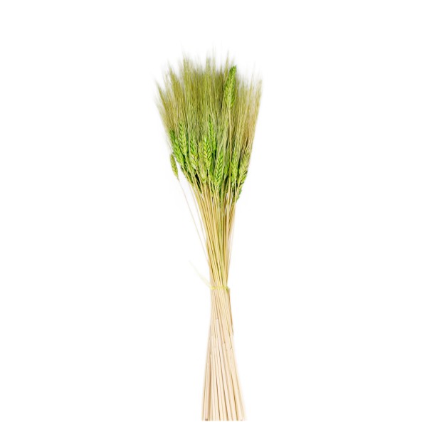 Kuru Çiçek Doğal Başak Buğday Başağı 45 Cm (1 Demet) Yeşil Kuru Çiçek Doğal Başak Buğday Başağı 45 Cm (1 Demet) Yeşil