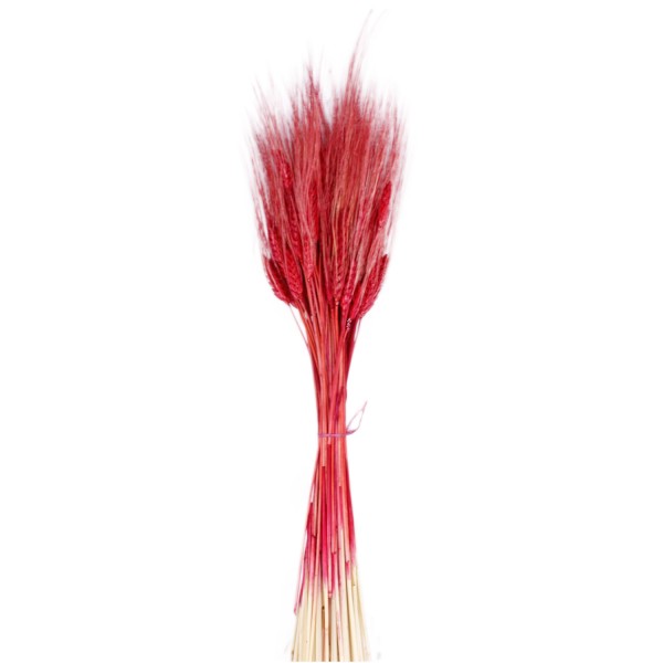 Kuru Çiçek Doğal Başak Buğday Başağı 45 Cm (1 Demet) Kırmızı Kuru Çiçek Doğal Başak Buğday Başağı 45 Cm (1 Demet) Kırmızı