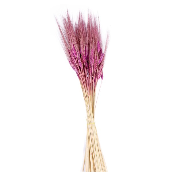 Kuru Çiçek Doğal Başak Buğday Başağı  45 Cm (1 Demet)  Pembe
