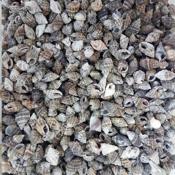 Nassa Vibex Kiloluk Deniz Kabuğu (1 KG) Nassa Vibex Kiloluk Deniz Kabuğu (1 KG)