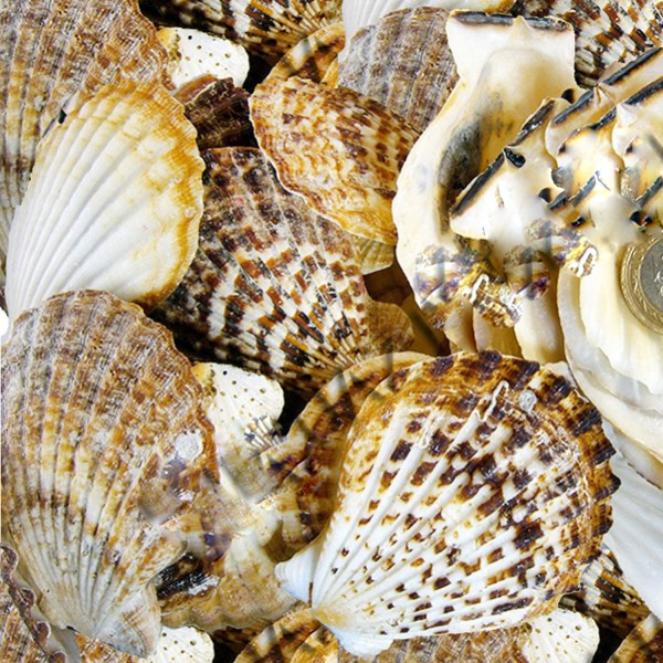 Pecten Radula Kiloluk Deniz Kabuğu (1 KG)  ORTA Boy